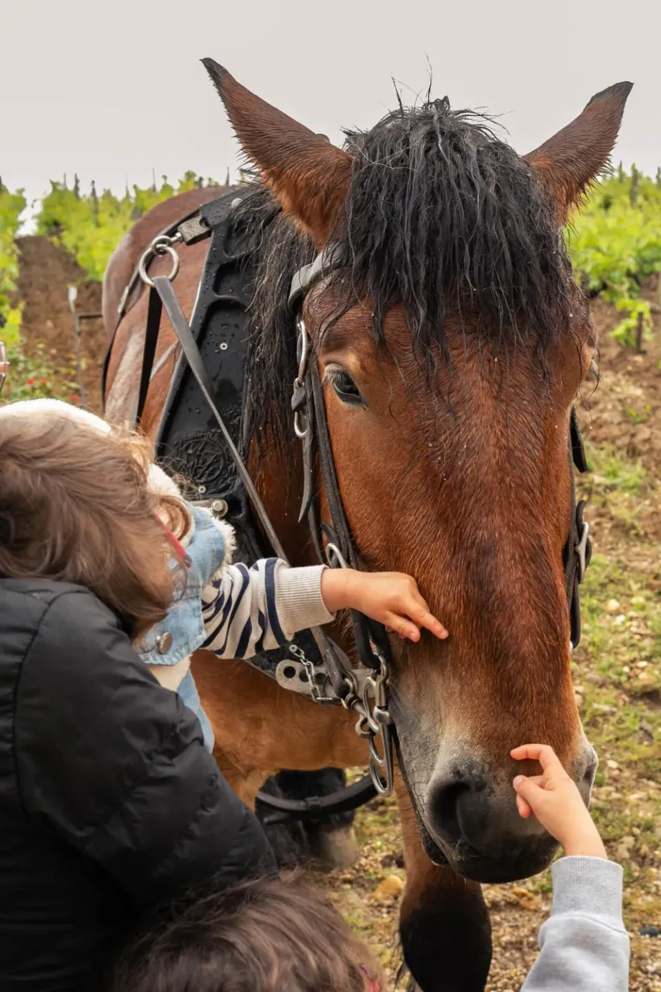 Château Malartic-Lagravière Family familiebesøg